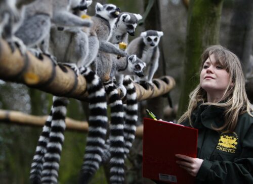 A zoo worker looks at a group of animals.